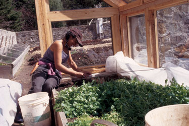 Neha prepares for summer by cleaning out overwintered crops.